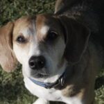 Retrato de un Beagle con mirada atenta, collar azul, sobre fondo de césped verde