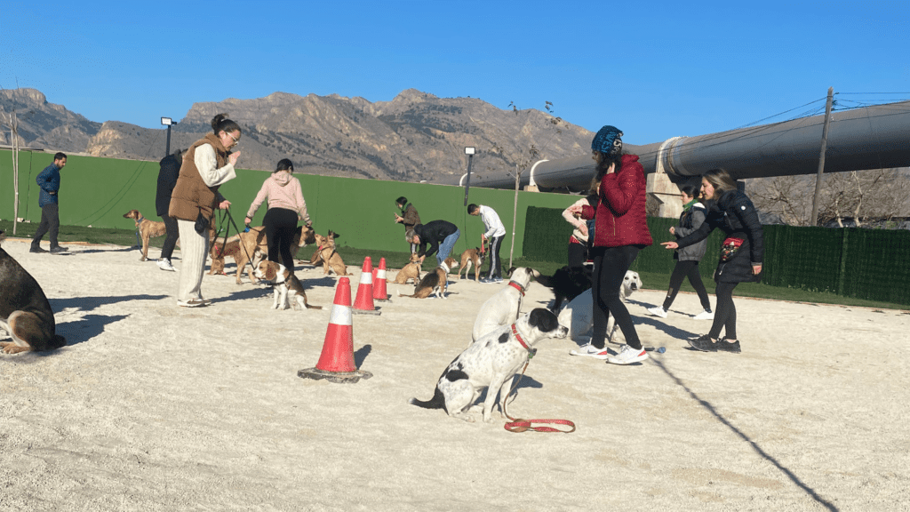 Entrenamiento canino