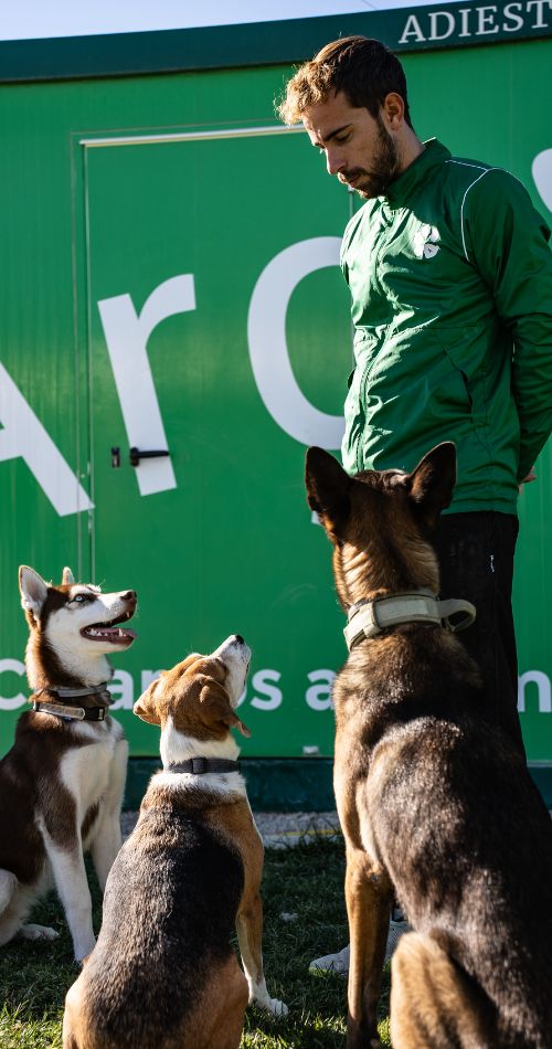 Entrenador de Argos Adiestramiento Canino con tres perros atentos, incluyendo un Husky y un Beagle, frente a un fondo verde con el logo de Argos