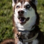 Husky Siberiano emocionado con ojos bicolor mirando hacia arriba, con una hoja cayendo cerca y un collar en un parque