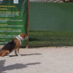 Beagle preparado para realizar el circuito