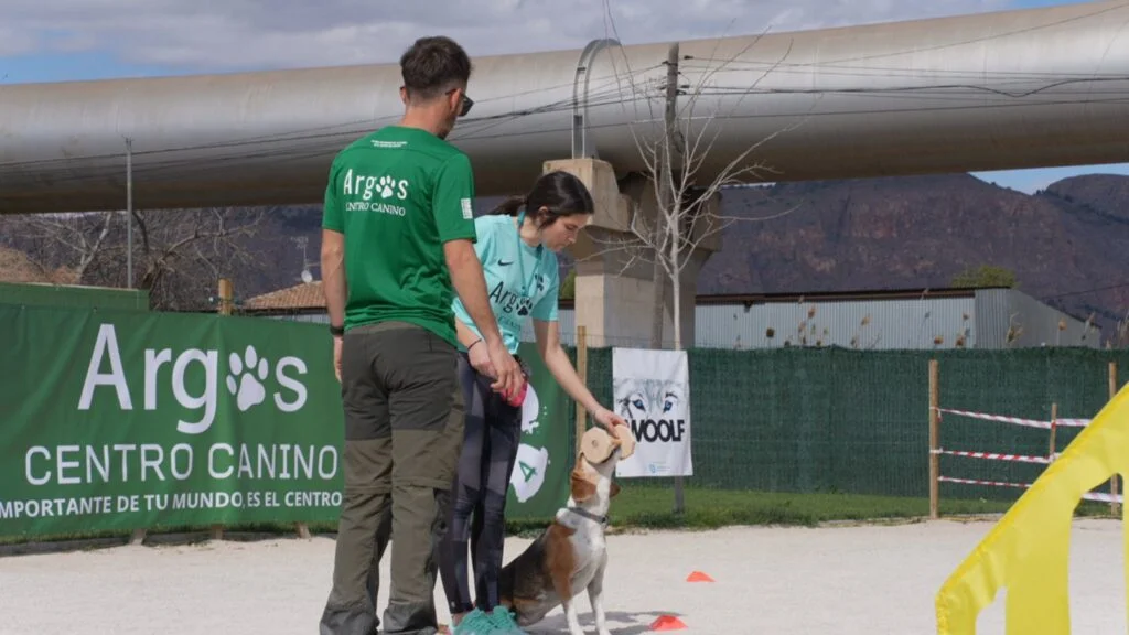 Guiando a tu Nuevo Amigo Peludo: Educación de Cachorros en Argos. 2 Beagle