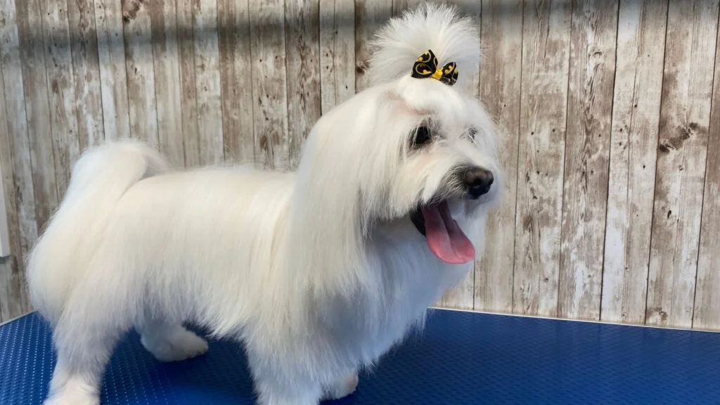 Un Look Impresionante para tu Compañero Canino: Peluquería Canina en Argos 2 Bichon maltes