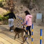 Crevillente Agility