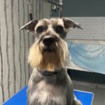 Schnauzer